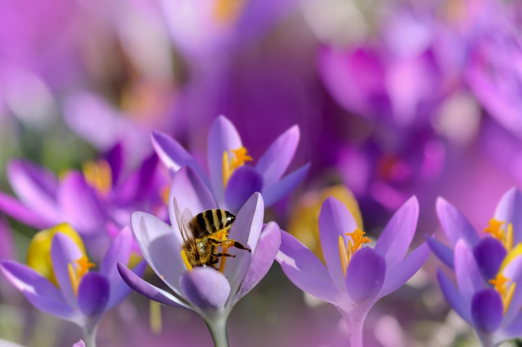 bee, insect, pollinate-7032204.jpg