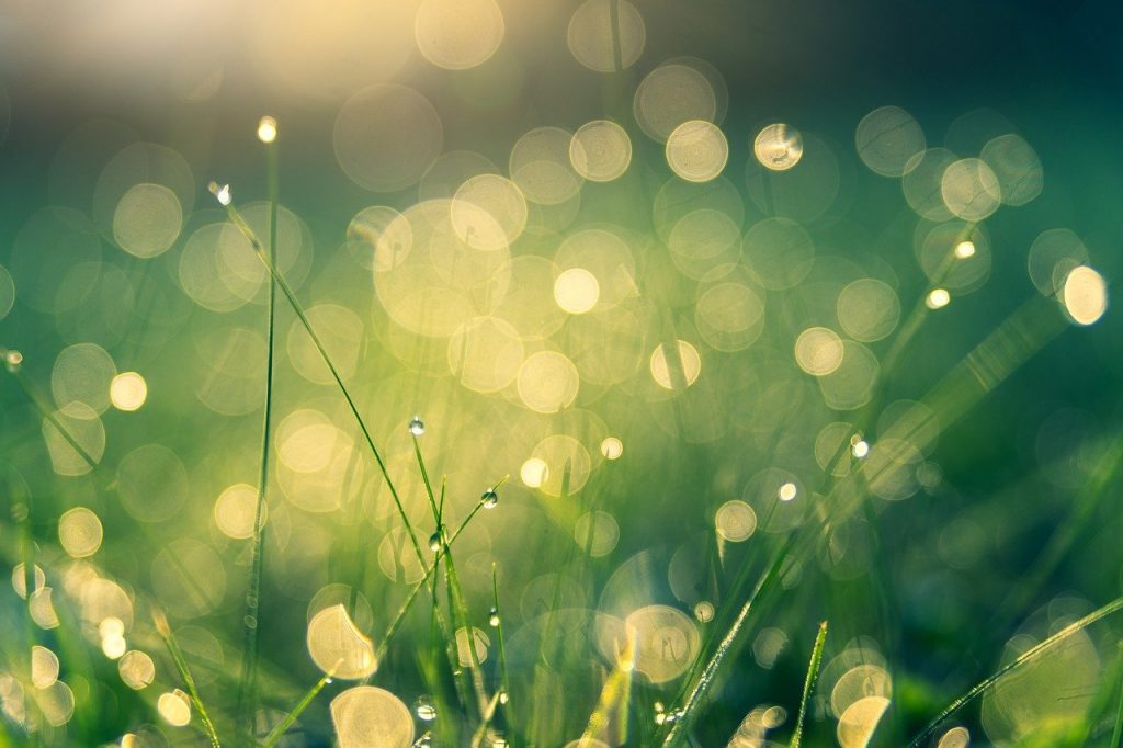 meadow, bokeh, nature-4485609.jpg