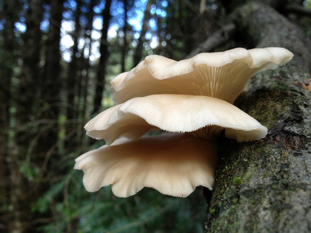 mushrooms, mushroom, tree trunk-295823.jpg